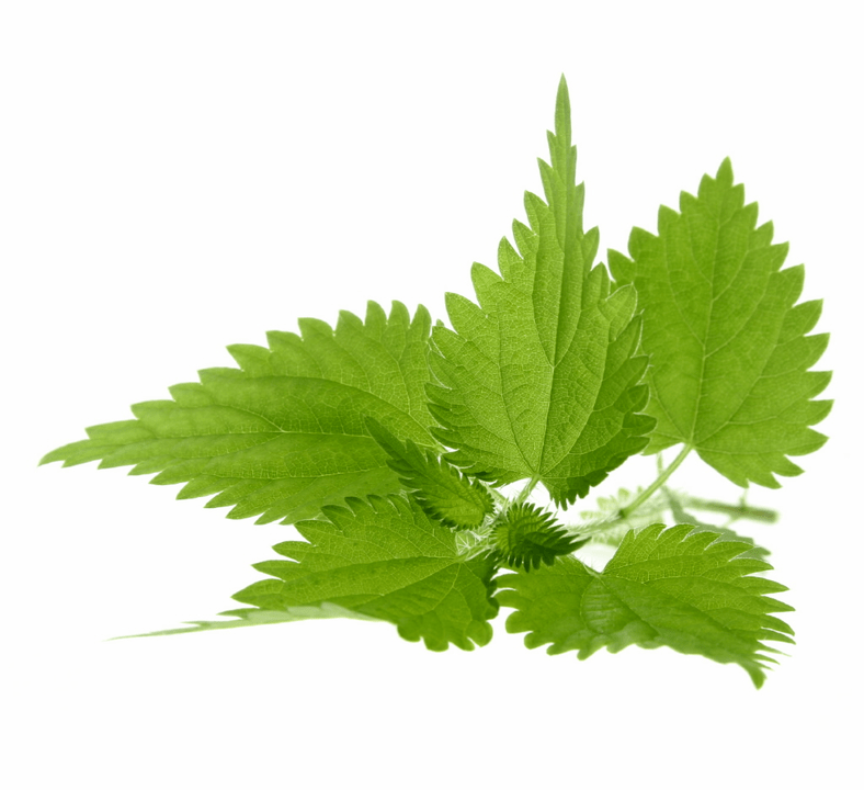 Nettle in Uromexil Forte